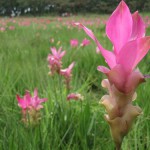 Blumen