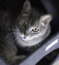 diemodernekatze.de